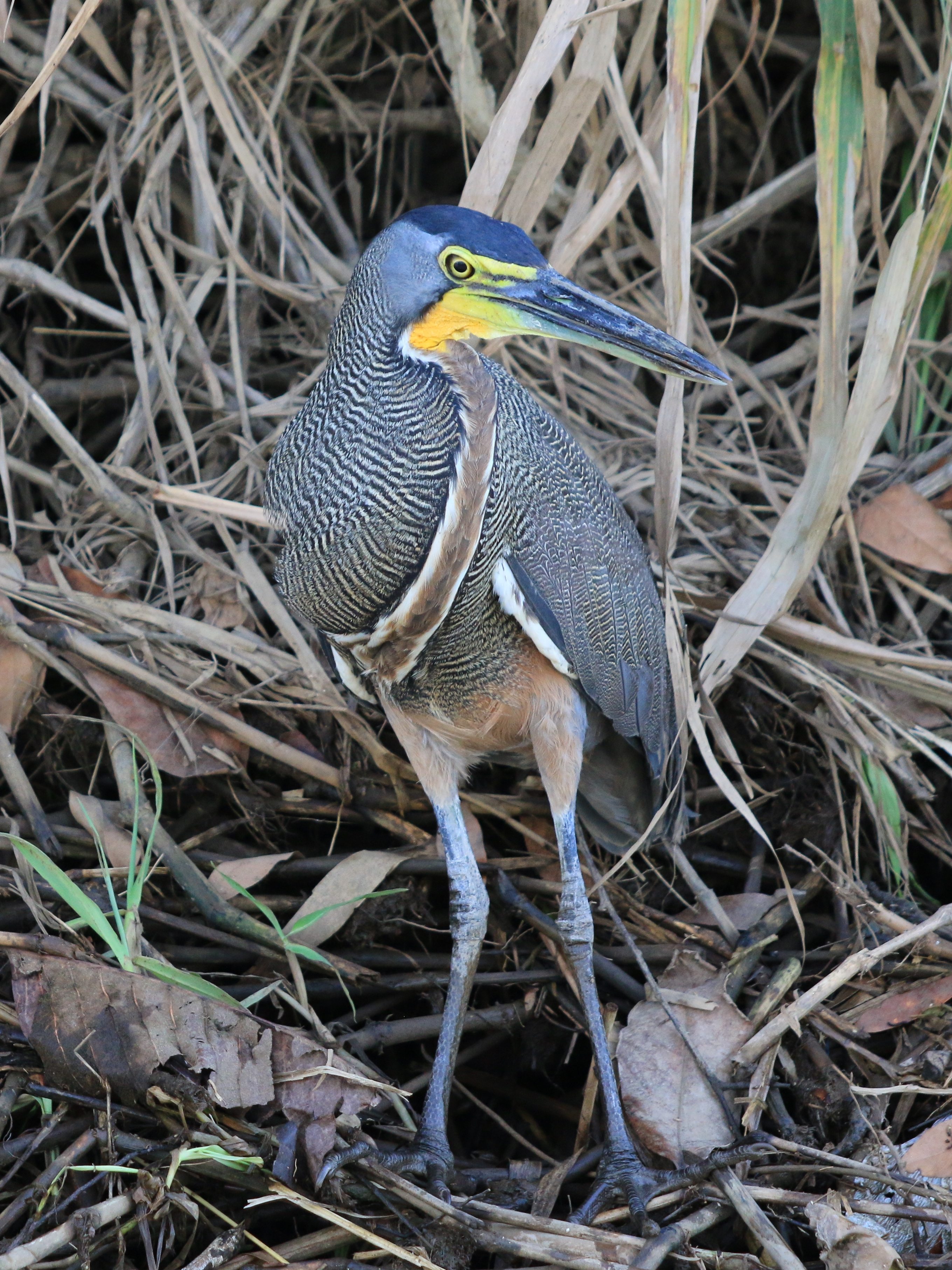 Costa Rica